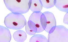 Las células del cérvix tienen un efecto antiinflamatorio y antitumoral.