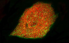 Imagen de una célula embrionaria.